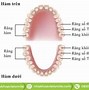 Mất Răng Số 6